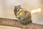 Eastern chipmunk
