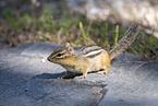 chipmunk