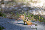 chipmunk