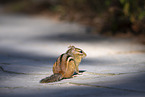 chipmunk