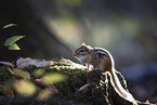 chipmunk