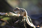 chipmunk