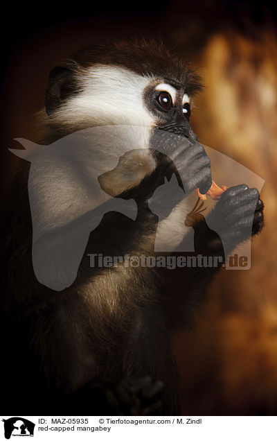 Rotscheitelmangabe / red-capped mangabey / MAZ-05935