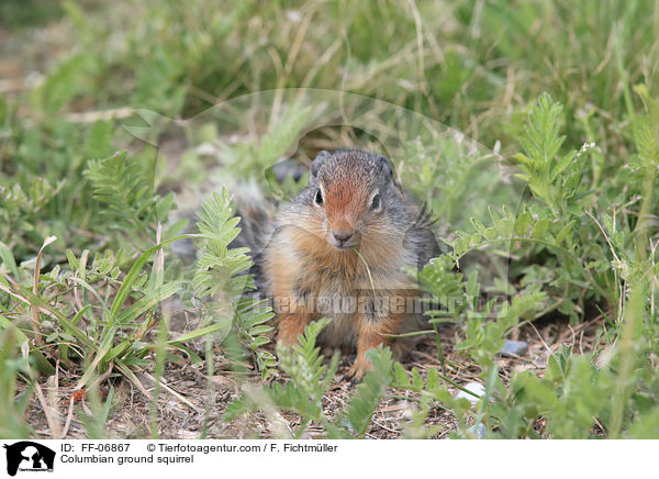 Columbian ground squirrel / FF-06867