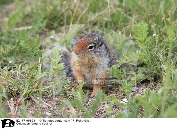 Columbian ground squirrel / FF-06868