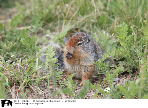 Columbia-Ziesel / Columbian ground squirrel / FF-06869