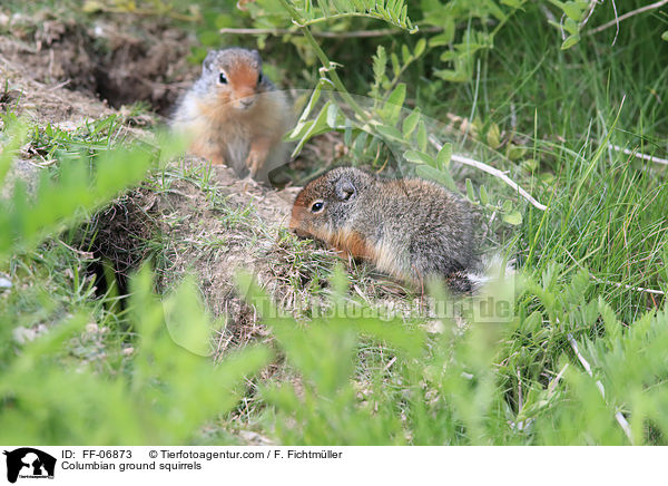 Columbian ground squirrels / FF-06873