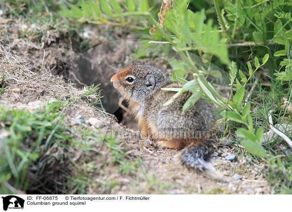 Columbia-Ziesel / Columbian ground squirrel / FF-06875