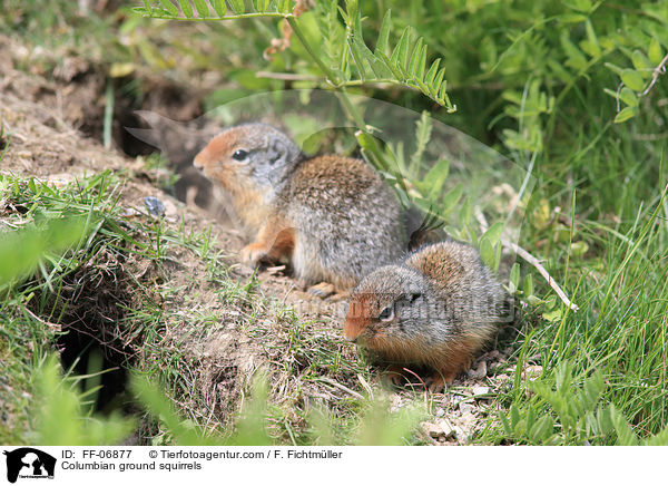 Columbia-Ziesel / Columbian ground squirrels / FF-06877