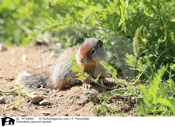 Columbian ground squirrel / FF-06881
