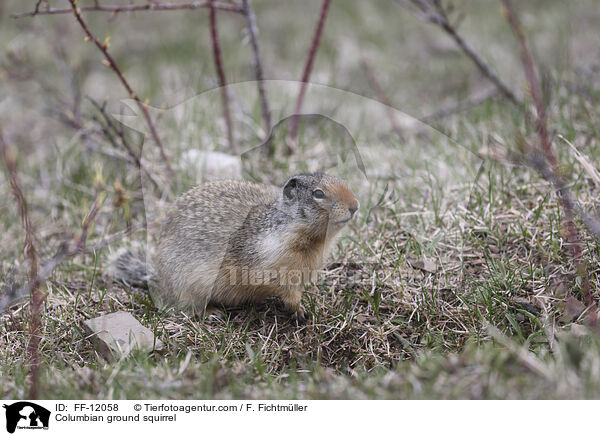 Columbia-Ziesel / Columbian ground squirrel / FF-12058