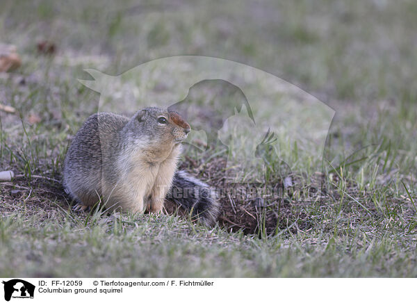 Columbia-Ziesel / Columbian ground squirrel / FF-12059