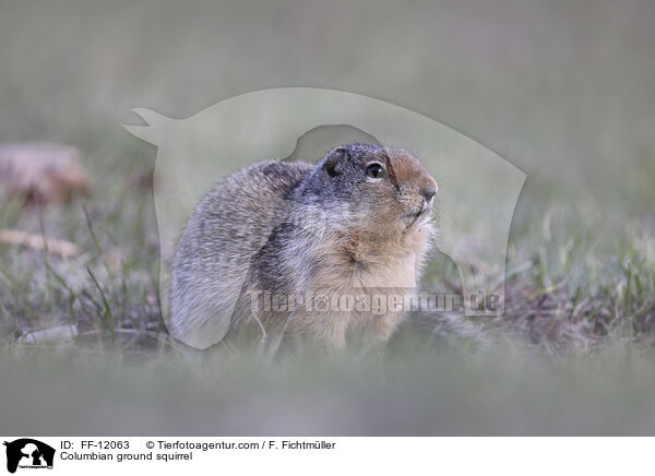 Columbian ground squirrel / FF-12063