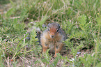 Columbian ground squirrel