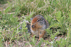 Columbian ground squirrel