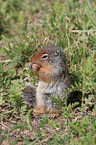 Columbian ground squirrel