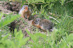 Columbian ground squirrels