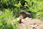 Columbian ground squirrel