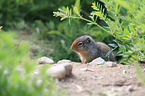 Columbian ground squirrel