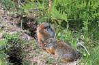 Columbian ground squirrels