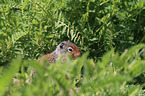 Columbian ground squirrel