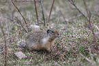 Columbian ground squirrel