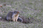 Columbian ground squirrel