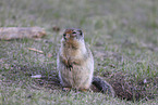 Columbian ground squirrel