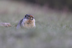 Columbian ground squirrel