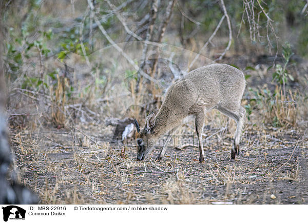 Common Duiker / MBS-22916