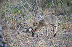 Common Duiker