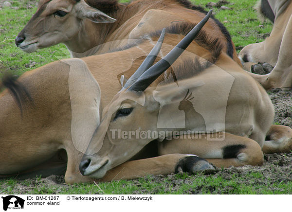 Elenantilope / common eland / BM-01267