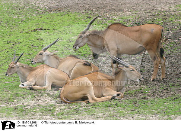Elenantilope / common eland / BM-01268