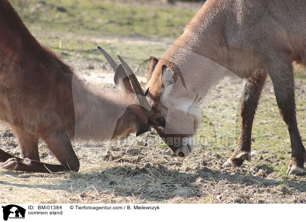 Elenantilope / common eland / BM-01384