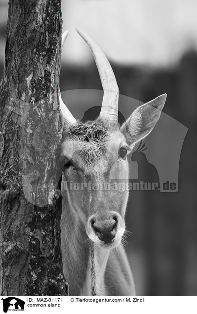 Elenantilope / common eland / MAZ-01171