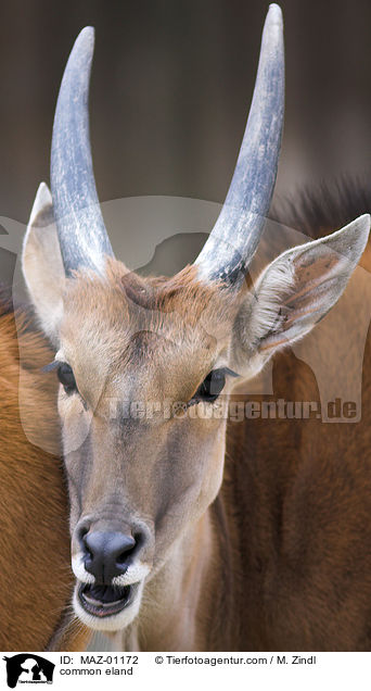 common eland / MAZ-01172