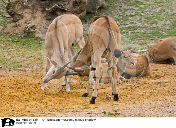 Elenantilope / common eland / MBS-01335