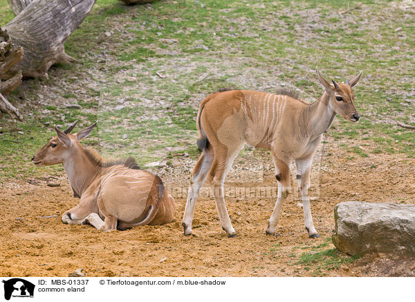 Elenantilope / common eland / MBS-01337