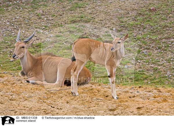 common eland / MBS-01338