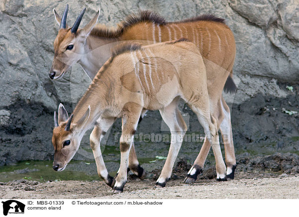 Elenantilope / common eland / MBS-01339