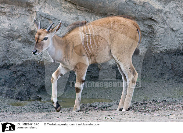 Elenantilope / common eland / MBS-01340