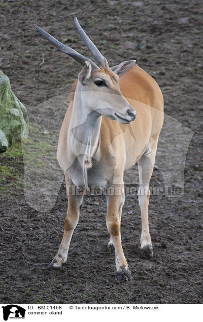 common eland / BM-01468