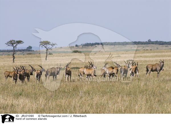 herd of common elands / JR-01090