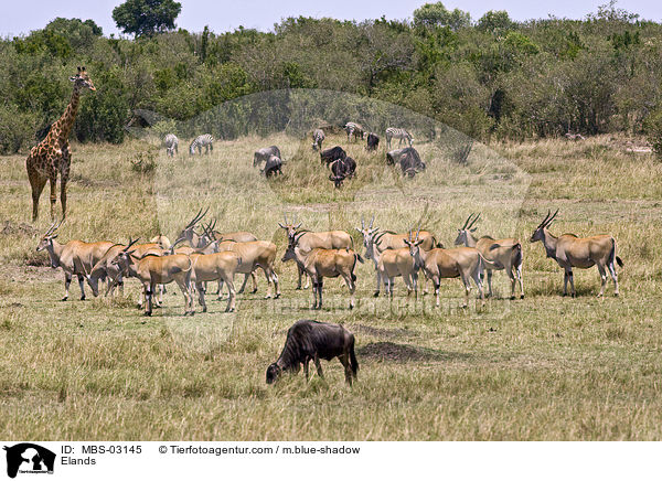 Elenantilopen / Elands / MBS-03145