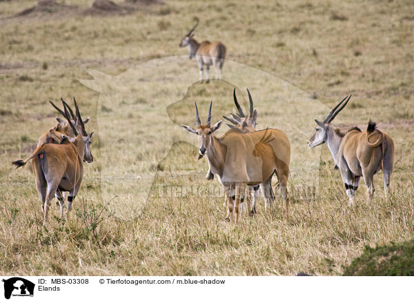 Elenantilopen / Elands / MBS-03308
