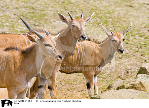 Elenantilopen / Eland / MBS-04058