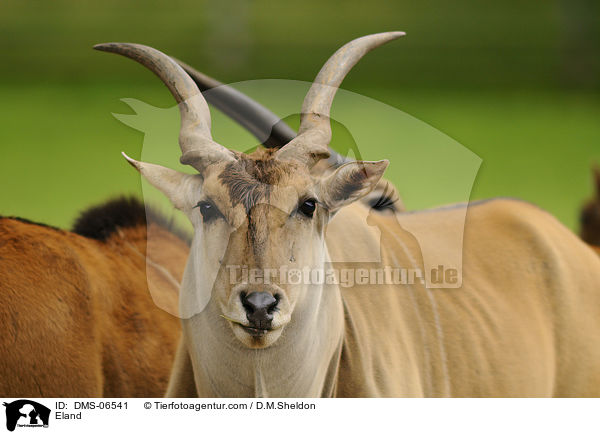 Eland / DMS-06541