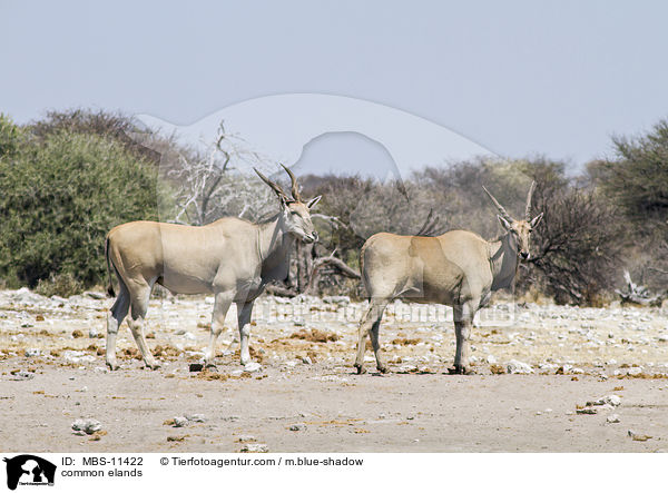 common elands / MBS-11422