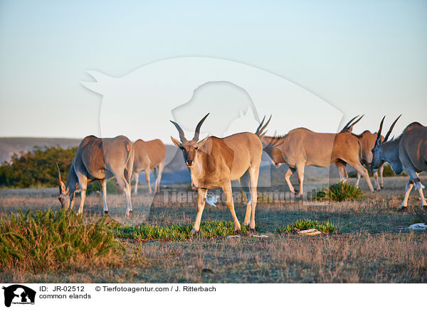 Elenantilopen / common elands / JR-02512