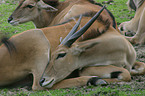 common eland